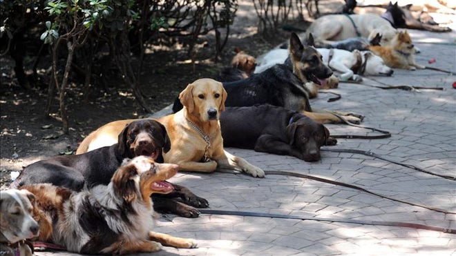 dogs venezuela.jpg